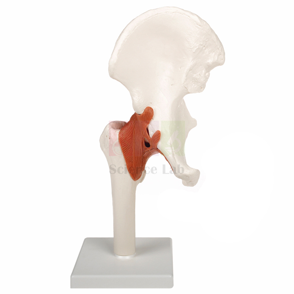 Human Hip Joint Model